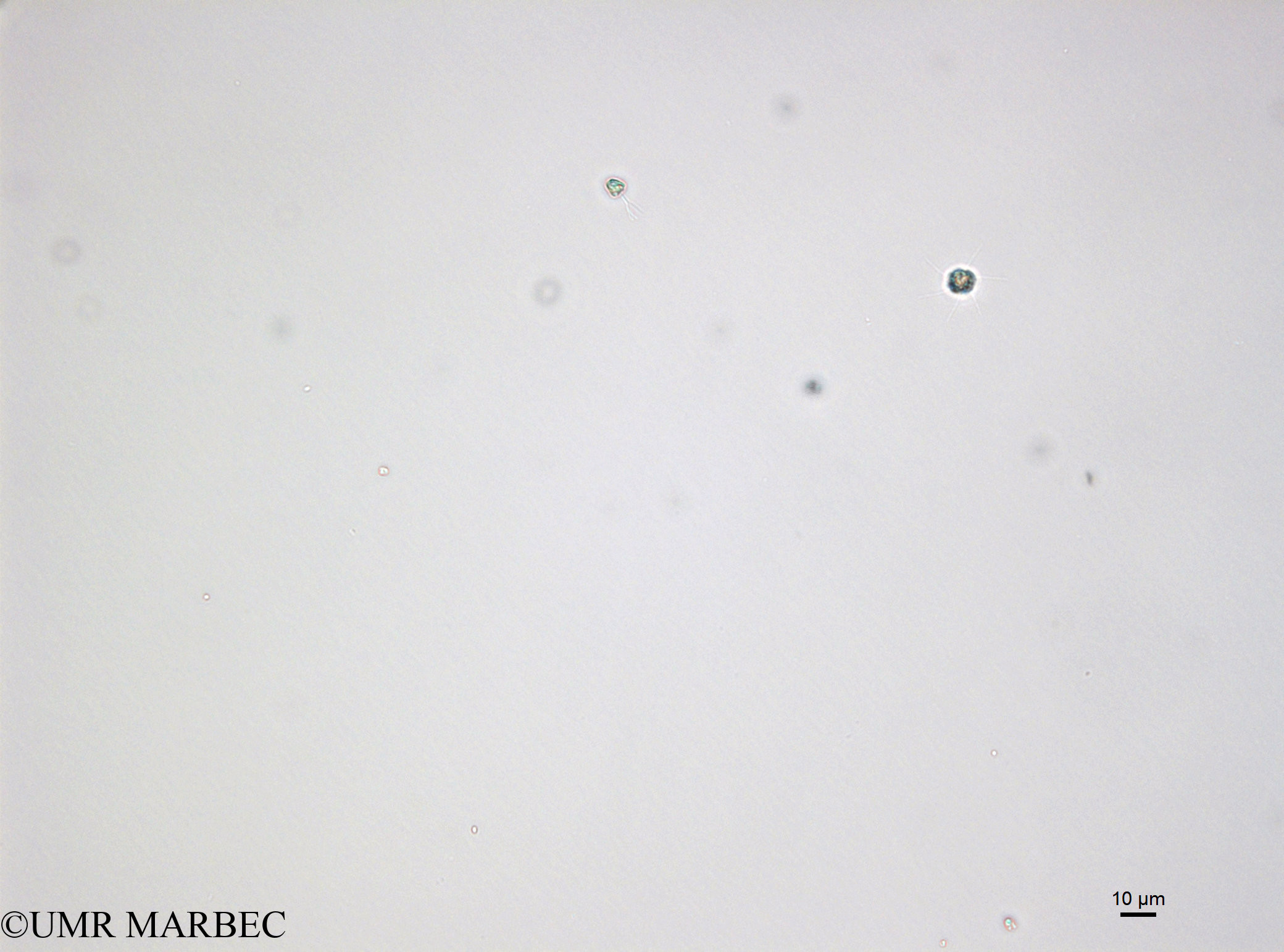phyto/Bizerte/bizerte_bay/RISCO April 2014/Pyramimonas sp1 (Microflagellé 5 -141216_001_ovl -4)(copy).jpg
